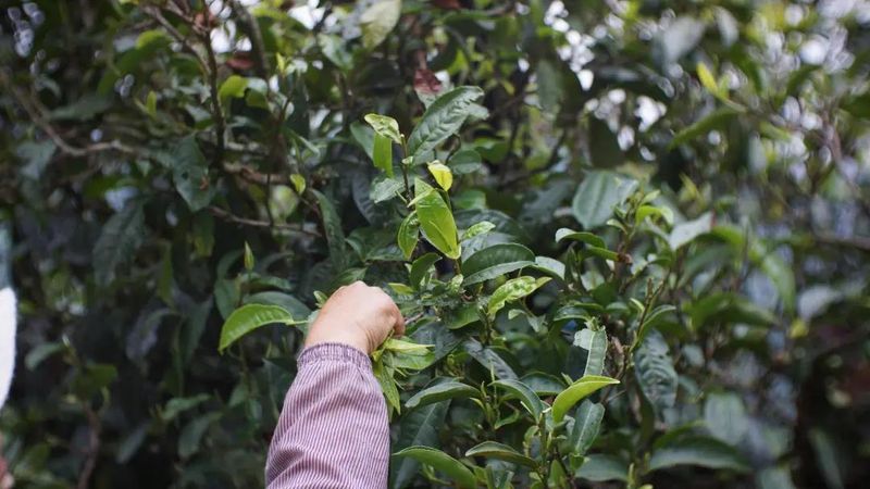 关于看傣族人民的茶歌，你就知道他们喝茶有多快乐的资讯(2)