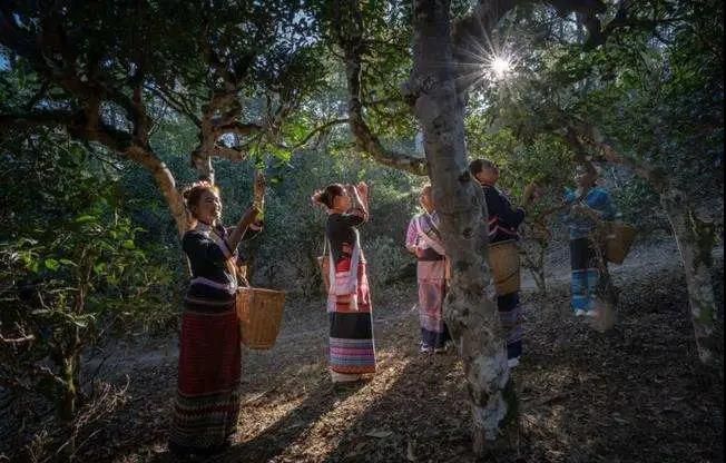 关于看傣族人民的茶歌，你就知道他们喝茶有多快乐的资讯(1)