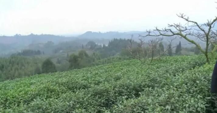 有关于峨眉23万亩春茶开采！茶农抢抓新春第一桶“金”的消息(2)