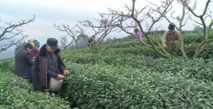 有关于峨眉23万亩春茶开采！茶农抢抓新春第一桶“金”的消息