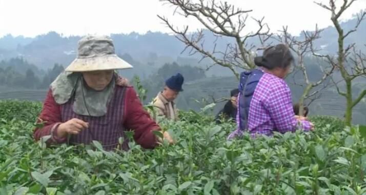 有关于峨眉23万亩春茶开采！茶农抢抓新春第一桶“金”的消息(1)