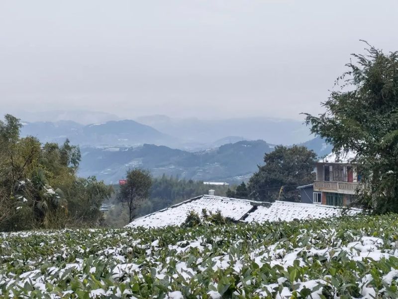 有关于“瑞雪兆丰年”，今年福鼎白茶品质可大幅度提高！的新闻