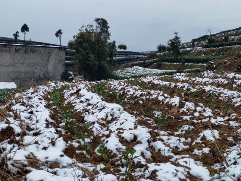 有关于“瑞雪兆丰年”，今年福鼎白茶品质可大幅度提高！的新闻(2)