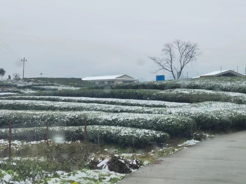 有关于“瑞雪兆丰年”，今年福鼎白茶品质可大幅度提高！的新闻(3)