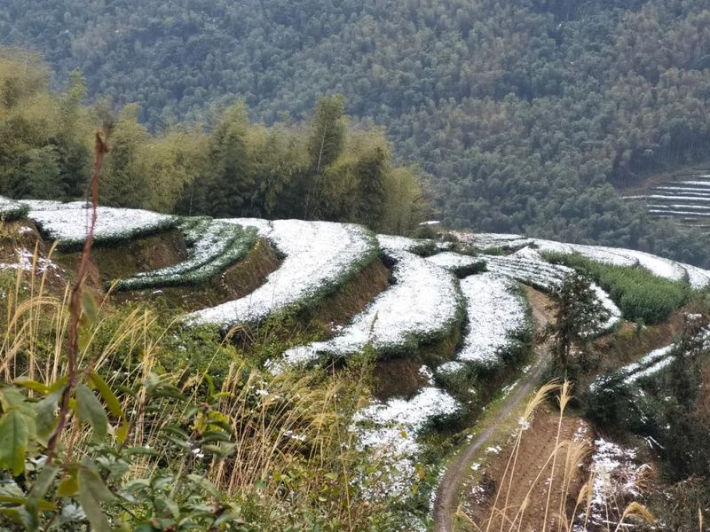 有关于“瑞雪兆丰年”，今年福鼎白茶品质可大幅度提高！的新闻(1)