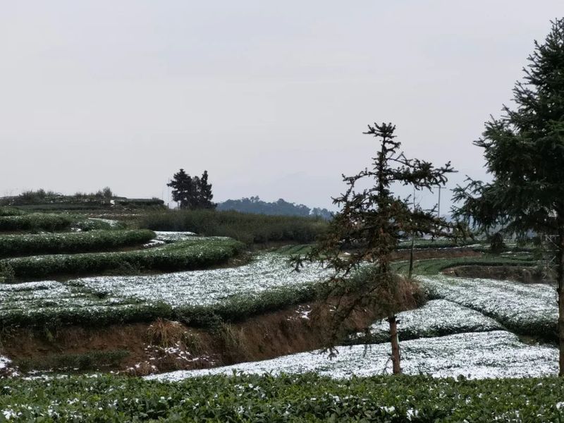 有关于“瑞雪兆丰年”，今年福鼎白茶品质可大幅度提高！的新闻(4)