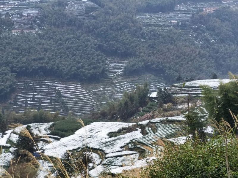 有关于“瑞雪兆丰年”，今年福鼎白茶品质可大幅度提高！的新闻(6)