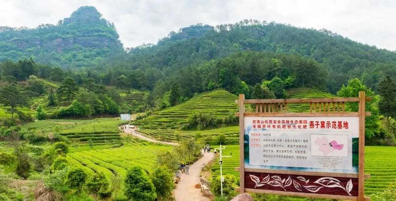 关于 这片叶子闪“金光”——武夷山市星村镇统筹做好“三茶”文章的新闻