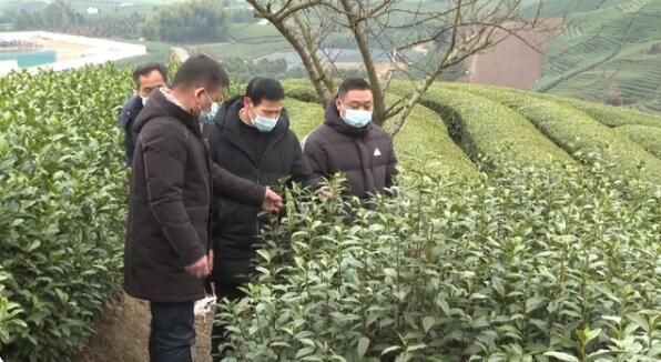 有关于浙江：春茶延迟采摘 雨雪天气注意防范的相关内容