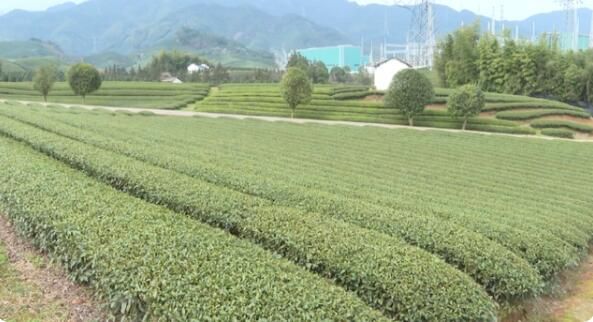 有关于浙江：春茶延迟采摘 雨雪天气注意防范的相关内容(2)