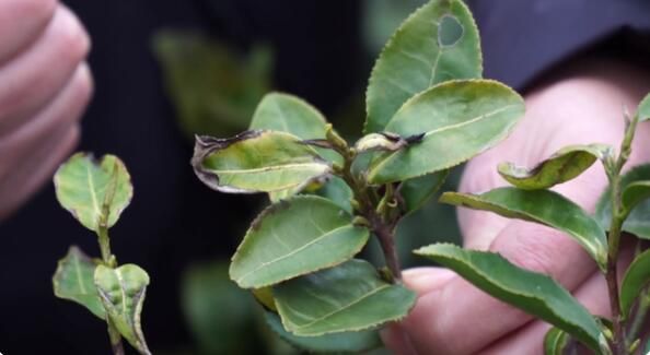 有关于浙江：春茶延迟采摘 雨雪天气注意防范的相关内容(1)