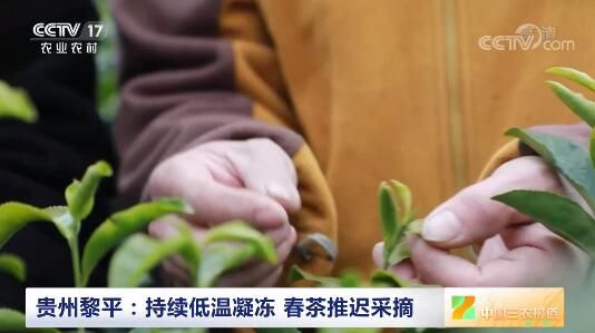 关于贵州黎平：持续低温凝冻 春茶推迟采摘的内容(2)