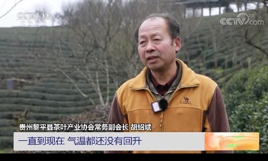 关于贵州黎平：持续低温凝冻 春茶推迟采摘的内容(1)