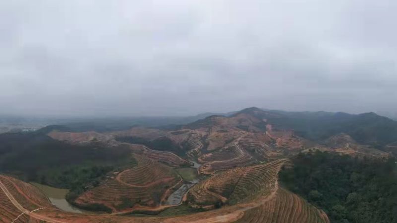 关于确保完成六堡茶种植任务 龙圩区多举措补齐茶产业链短板的相关信息