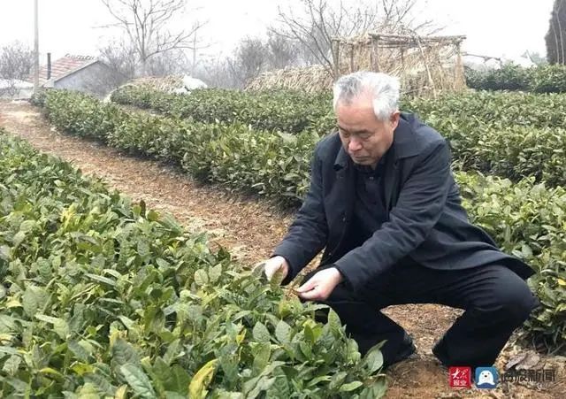有关于诸城:绿茶种植用上“黑科技” 茶农欢喜增产又增收的消息