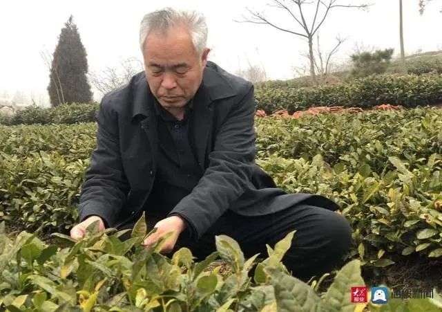 有关于诸城:绿茶种植用上“黑科技” 茶农欢喜增产又增收的消息(1)