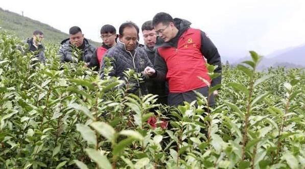 关于倒春寒致温州瑞安高楼茶园受灾 党员入园指导茶农抗灾的最新消息