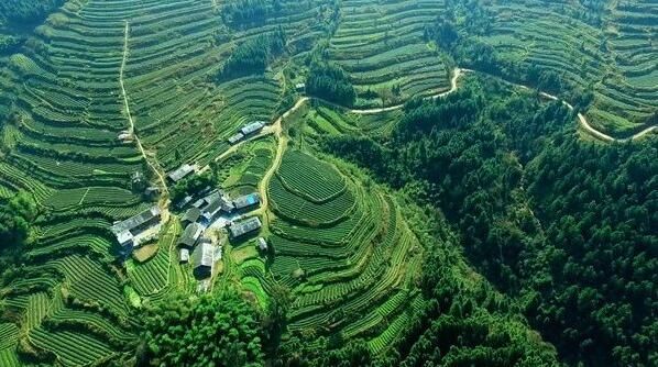 有关于印江工行：打造梵净山茶“新名片” 书写乡村振兴“大文章”的相关内容(2)