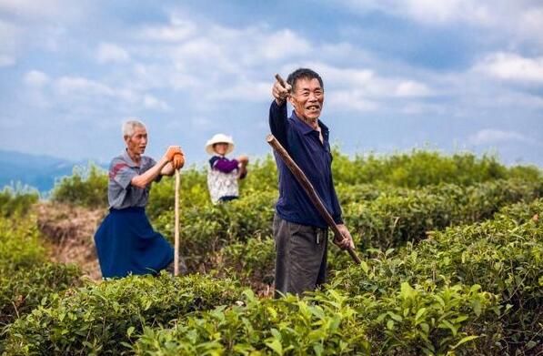 有关于印江工行：打造梵净山茶“新名片” 书写乡村振兴“大文章”的相关内容