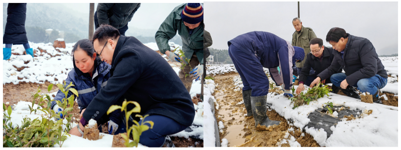 有关于人勤春早 茶叶专家风雪兼程赴岳阳指导黄金茶种植的相关内容(1)