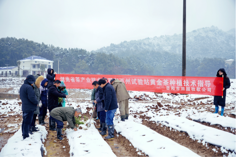 有关于人勤春早 茶叶专家风雪兼程赴岳阳指导黄金茶种植的相关内容