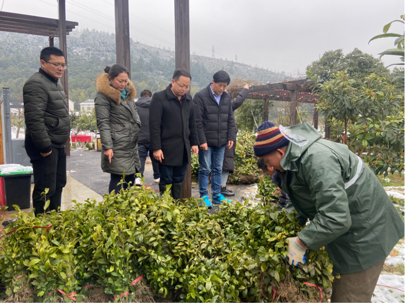有关于人勤春早 茶叶专家风雪兼程赴岳阳指导黄金茶种植的相关内容(3)