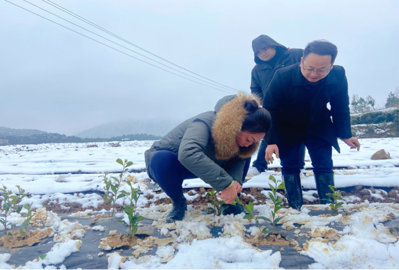 有关于人勤春早 茶叶专家风雪兼程赴岳阳指导黄金茶种植的相关内容(2)