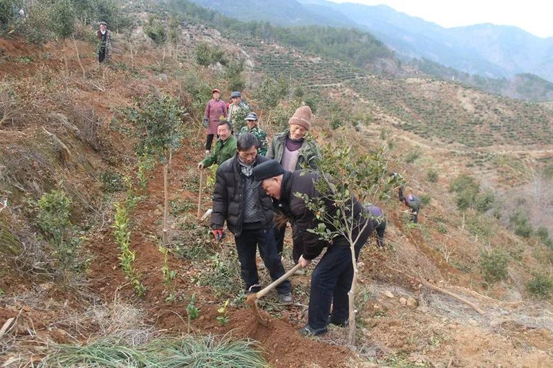 有关于桐城：以茶为媒 助推乡村振兴的新闻(1)