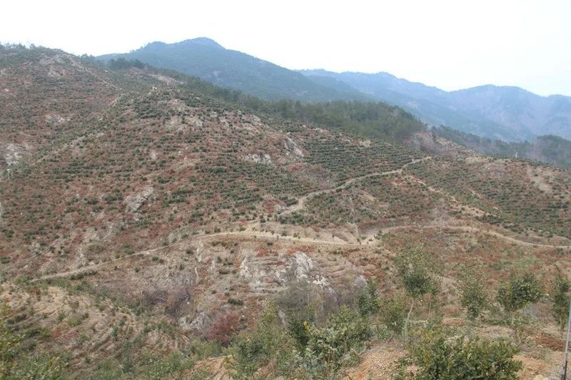 有关于桐城：以茶为媒 助推乡村振兴的新闻(4)