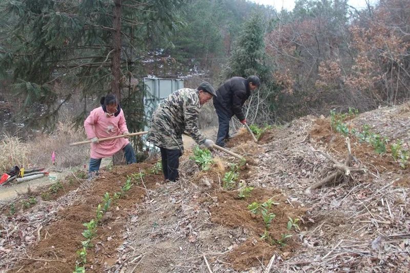 有关于桐城：以茶为媒 助推乡村振兴的新闻(3)