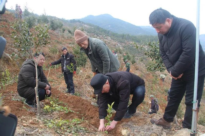 有关于桐城：以茶为媒 助推乡村振兴的新闻(2)