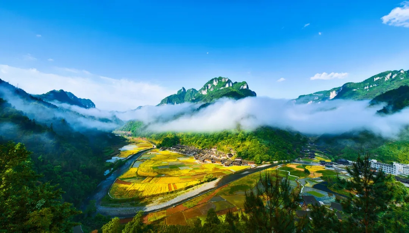 有关于做强公共品牌,助力乡村振兴——小小茶叶蕴藏巨大产业的信息