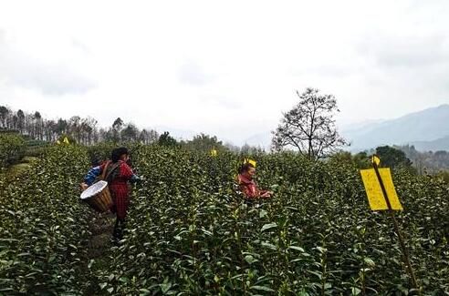 有关于万盛万东镇:春茶处处绿 村民采茶忙的信息(2)