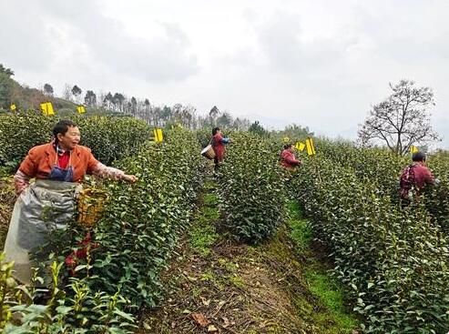 有关于万盛万东镇:春茶处处绿 村民采茶忙的信息