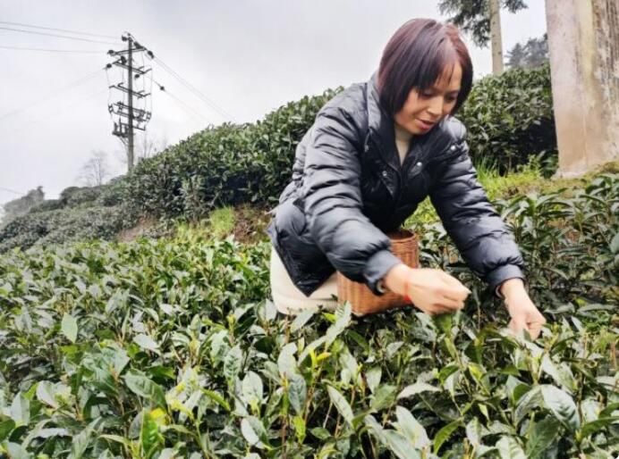 有关于万亩茶园焕新迎春！名山区前进镇2.9万亩春茶开采的信息(3)