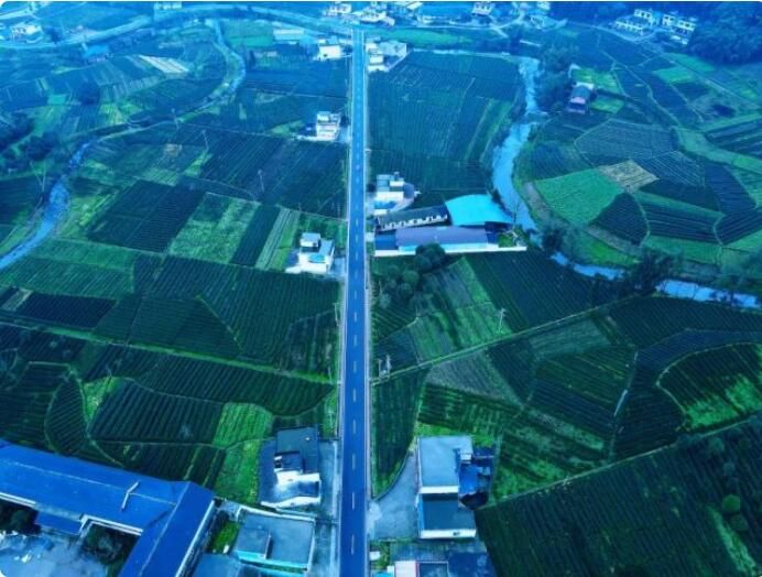 有关于万亩茶园焕新迎春！名山区前进镇2.9万亩春茶开采的信息(2)