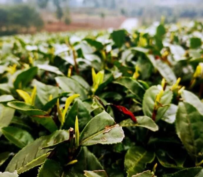有关于万亩茶园焕新迎春！名山区前进镇2.9万亩春茶开采的信息(1)