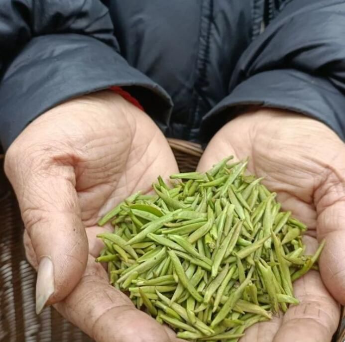 有关于万亩茶园焕新迎春！名山区前进镇2.9万亩春茶开采的信息
