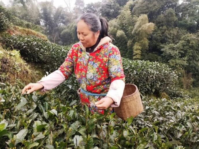 有关于万亩茶园焕新迎春！名山区前进镇2.9万亩春茶开采的信息(4)