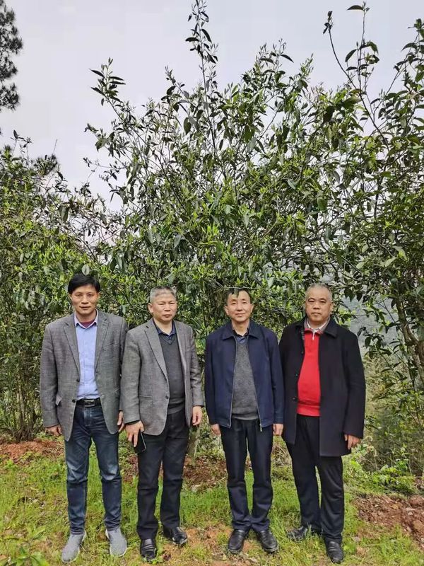有关于“城步峒茶”获批国家地理标志证明商标的相关信息(1)