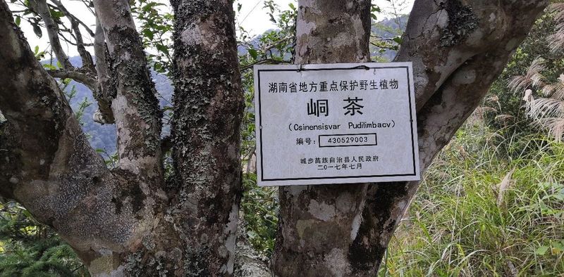 有关于“城步峒茶”获批国家地理标志证明商标的相关信息