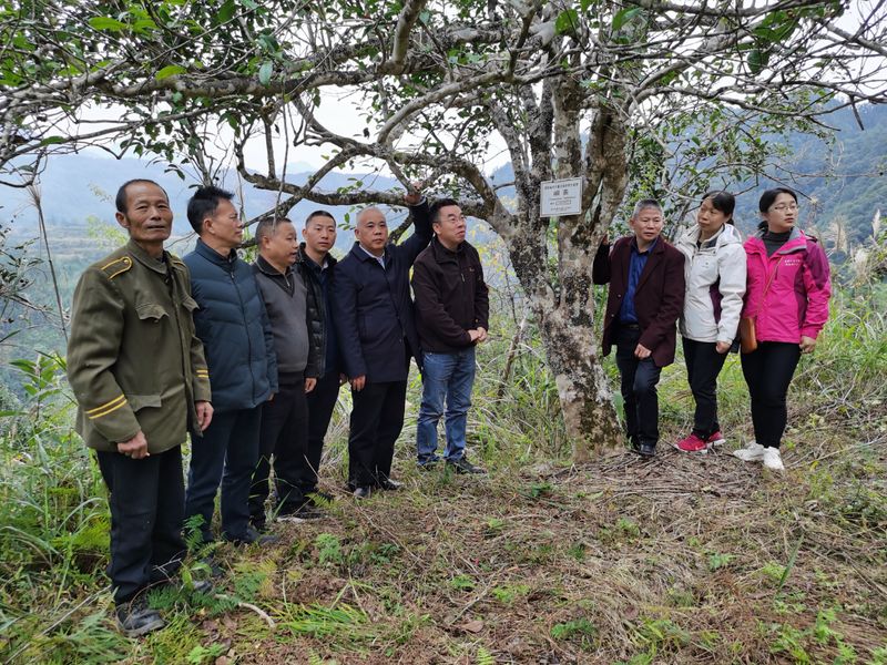 有关于“城步峒茶”获批国家地理标志证明商标的相关信息(2)