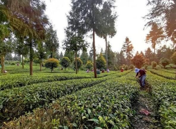 关于工行凤冈支行:“茶e贷”助力春耕备耕 赋能乡村振兴的最新消息