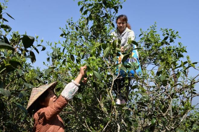 关于临沧镇康:保护古茶树铺就“致富路”的消息(1)