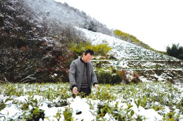 有关于低温雨雪过后，兰溪春茶情况如何？的信息