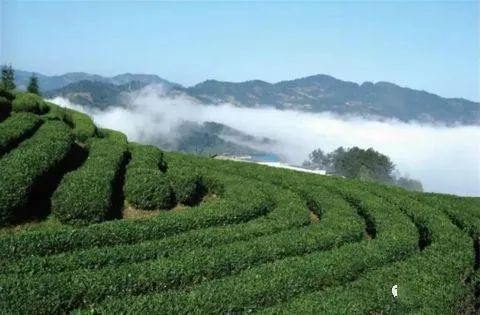 关于首设茶叶展区 湖北茶产业链将组团亮相健博会的资讯
