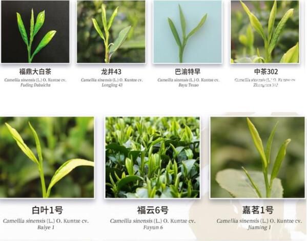 有关于中国茶产业科技的创新，引领产业进入新时代的相关内容