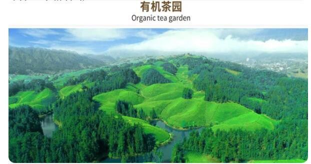 有关于中国茶产业科技的创新，引领产业进入新时代的相关内容(5)