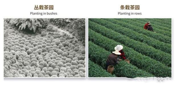 有关于中国茶产业科技的创新，引领产业进入新时代的相关内容(2)