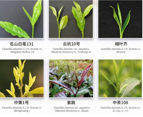 有关于中国茶产业科技的创新，引领产业进入新时代的相关内容(1)